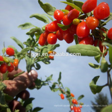 Beste Bio-zertifizierte Ernährung Goji Berry mit hoher Qualität